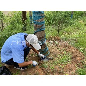 大沙镇绿化树木治白蚁