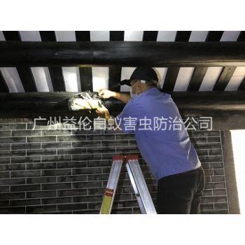 红山祠堂杀灭白蚁工程
